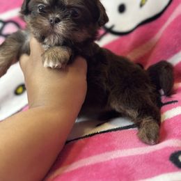 Miley - Chocolate and tan female Shih Tzu puppy in Roseville, Michigan from Diamond Paws LLC