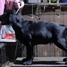 Yellow Collar - Black male Labrador Retriever puppy in Andrews, South Carolina from Leyland Cypress Retrievers