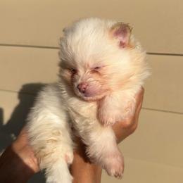 Pancakes AKC - Cream parti female Pomeranian puppy in Hampton, Virginia from Hearts Of Love