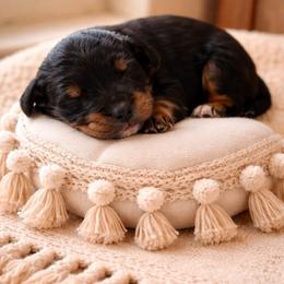 Cowboy - Tri-color male Bernedoodle puppy in Carlotta, California from Lost Coast Bernese Mountain Dogs