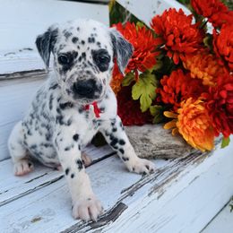Red collar - White and black male Dalmatian puppy in Westhoff, Texas from Smart Dalmatians