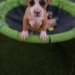 Female A - Red female American Pit Bull Terrier puppy in Pensacola, Florida from Alpha Alliance Kennels