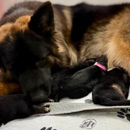 Fuchsia Collar - Black and red female German Shepherd puppy in Davie, Florida from Vom Broward Haus