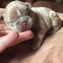 French Bulldog Puppies from Matra French Bulldogs