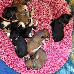 Nalini - Grey Colalr - Black female Saluki puppy in Los Angeles, California from Srinagar Salukis