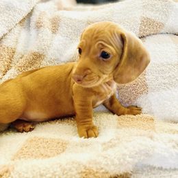 Petunia - Dapple female Dachshund puppy in Fontana, California from DOXI.E.