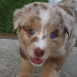 Australian Shepherd Puppies from Kiki's Aussies