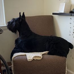 Giant Schnauzer All Grown Up from Hearthmore Giant Schnauzers