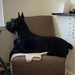 Giant Schnauzer All Grown Up from Hearthmore Giant Schnauzers