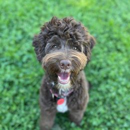 Poppy - Australian Labradoodle