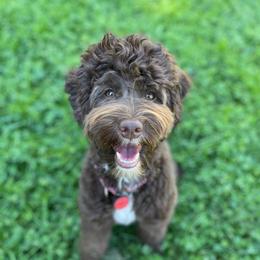 Poppy - Australian Labradoodle