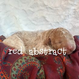 Australian Labradoodle, Double Doodle, Goldendoodle, and Labradoodle Puppies from Lake Mountain Doodle