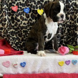 Boxer Puppies from Beans Creek Boxers - Bohnen Bach