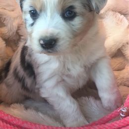 Miniature Australian Shepherd Puppies from Eagle Creek Aussies