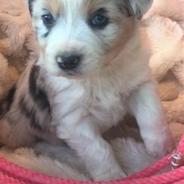 Miniature Australian Shepherd Puppies from Eagle Creek Aussies