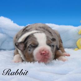 Rabbit - Blue merle male Miniature Australian Shepherd puppy in Weeki Wachee, Florida from Arlington's Mini Aussies
