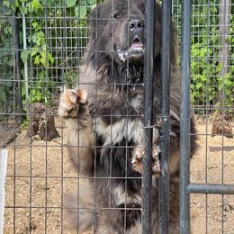 Maverick - Caucasian Shepherd Dog