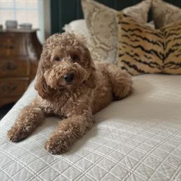 Goldendoodles from Goosehill Doodles