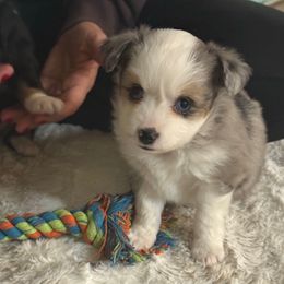 Waffle - Blue merle female Toy Australian Shepherd puppy in Hotchkiss, Colorado from Yampa Valley Aussies