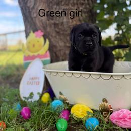 Green girl - Black female Labrador Retriever puppy in Corning, California from Raven's Labradors