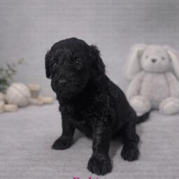 Robin Buckley - Black female Bernedoodle puppy in Bennett, Colorado from Darling Paws, LLC