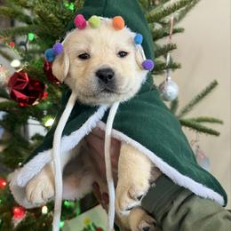 Green Yellow Boy - Yellow male Labrador Retriever puppy in Angola, Indiana from Reniers Labrador Retrievers