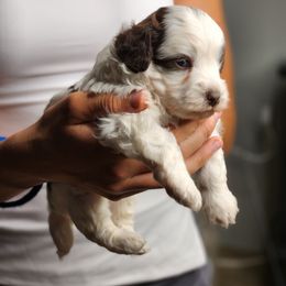 Colt - Brown and white male Sheepadoodle puppy in Saint Cloud, Florida from Rising Star Kennels