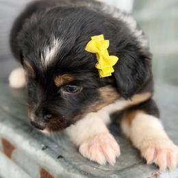 Yellow collar - Black tri-color female Aussiedoodle puppy in 32046, Florida from River Hill Ranch