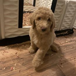 Labradoodle Puppies from CC Labradoodles