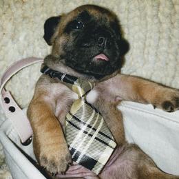 French Bulldog Puppies from Who's Your Bulldog? Kennel