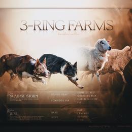 Border Collie puppies from 3-Ring Farms