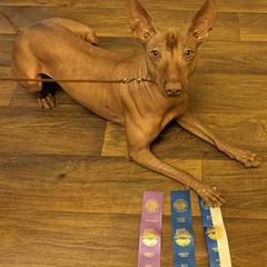 Xoloitzcuintli from Junkyard Xolos