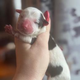 King - White and black male Pembroke Welsh Corgi puppy in East Oakdale, California from Rhettro Kennels