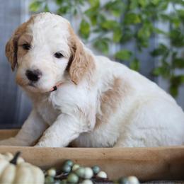 Mia - Parti female Goldendoodle puppy in Cherry Creek, New York from Doodles Pups of NY