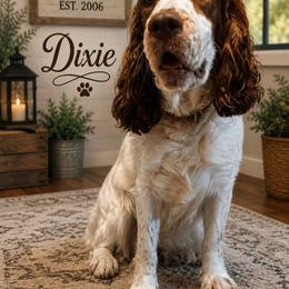 Dixie - English Springer Spaniel