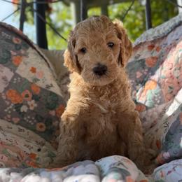 Neymar -Girl 4 (green collar) - Apricot female Goldendoodle puppy in Auburn, Indiana from Cooper’s Doodles
