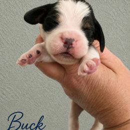 Buck - Black white and tan male English Springer Spaniel puppy in Fort White, Florida from Thunderbird Springers