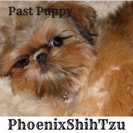 Shih Tzu Puppies from Phoenix Shih Tzu