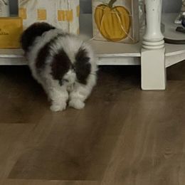 Pomeranian Puppies from MDs Prancin Poms