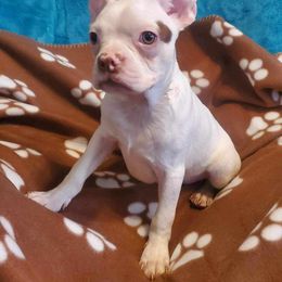 Kyle - Boston Terrier puppy in Boston, Massachusetts from Boston Collections