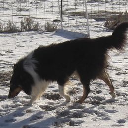 Echo's sire Charm - Collie