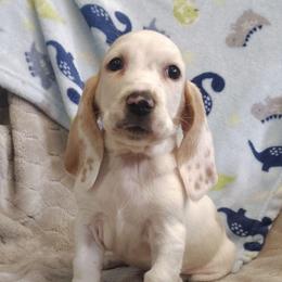 Jameson - Lemon and white male Basset Hound puppy in Newton Grove, North Carolina from MGA Basset Hound
