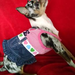 Chihuahua Puppies from Chilove Chihuahuas