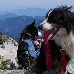 Australian Shepherds and Miniature Australian Shepherds from Grayback Aussies