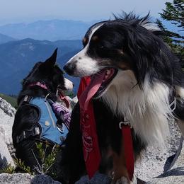 Australian Shepherds and Miniature Australian Shepherds from Grayback Aussies