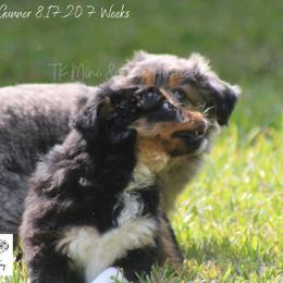 Miniature Australian Shepherd and Toy Australian Shepherd Puppies from TK Mini & Toy Aussies