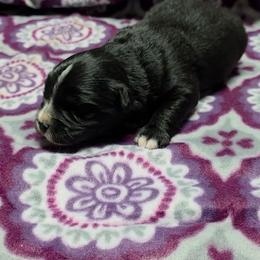 Saleena - Black & white female Miniature Australian Shepherd puppy in Leonard, Texas from Tin Roof Aussies