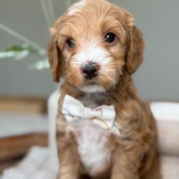 Benny - Parti male Goldendoodle puppy in Yuciapa, California from AlltheDoodlez_