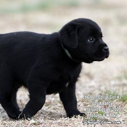 Fancy Girl 7 - Mint Collar - Black female Labrador Retriever puppy in Point, Texas from Lakylu Kennels