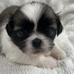 Full AKC Brinkz - Fawn sable male Pekingese puppy in Pennsylvania from Triple I Pekes